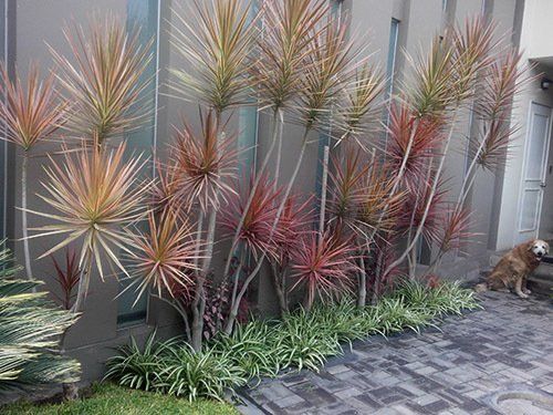 servicio de jardineria