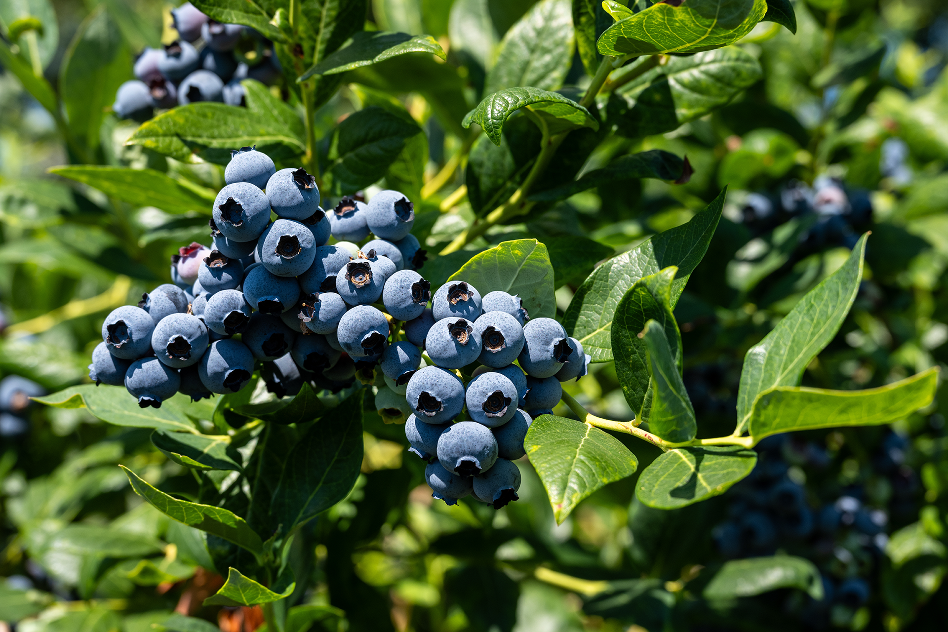 Blue blueberries on a green bush, close-up with lush foliage.