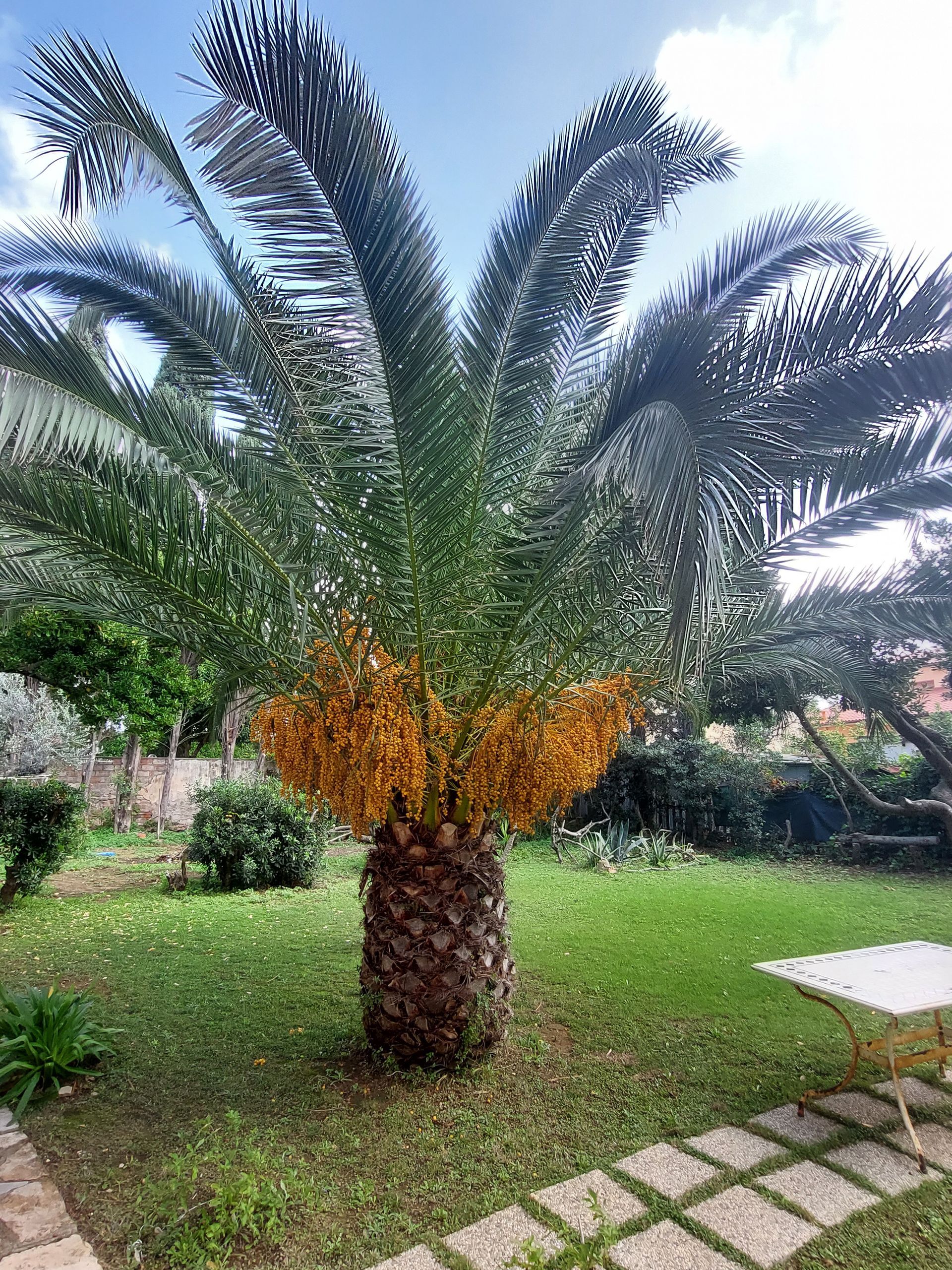 un albero di palma in un giardino