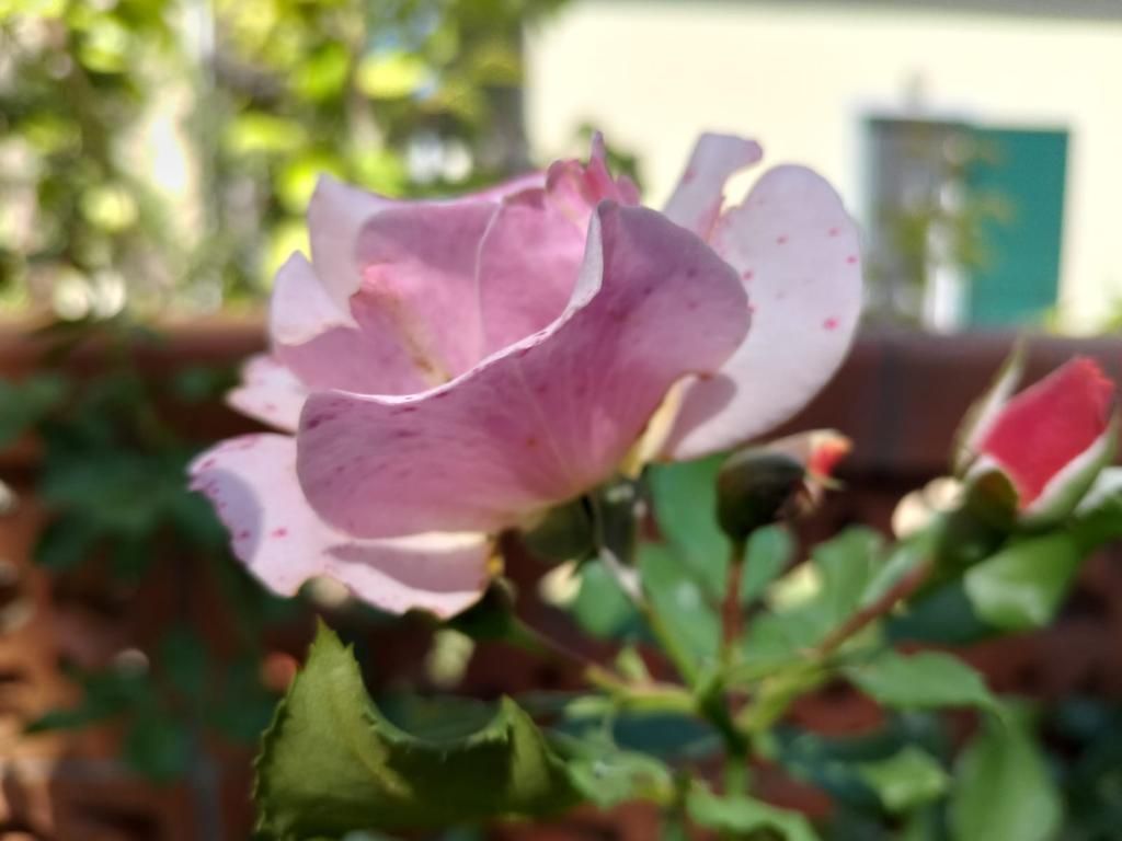 rosa