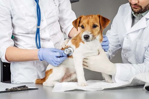 servizi veterinari