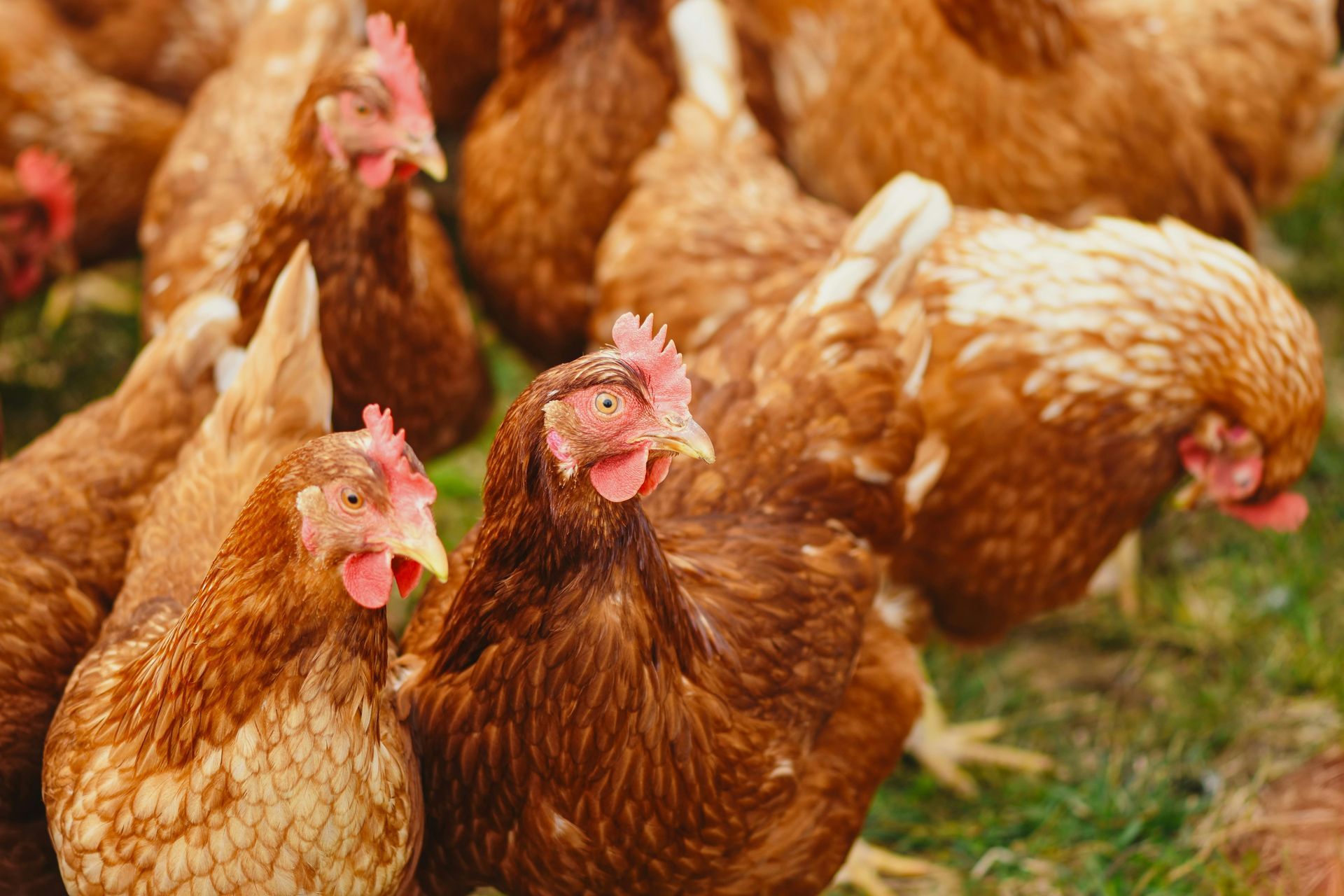 Una manada de pollos marrones están parados en el césped mirando a la cámara.