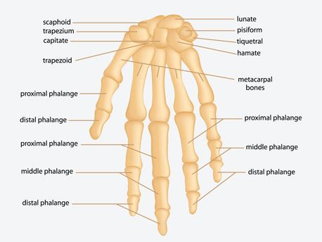 27 bones in the human hand