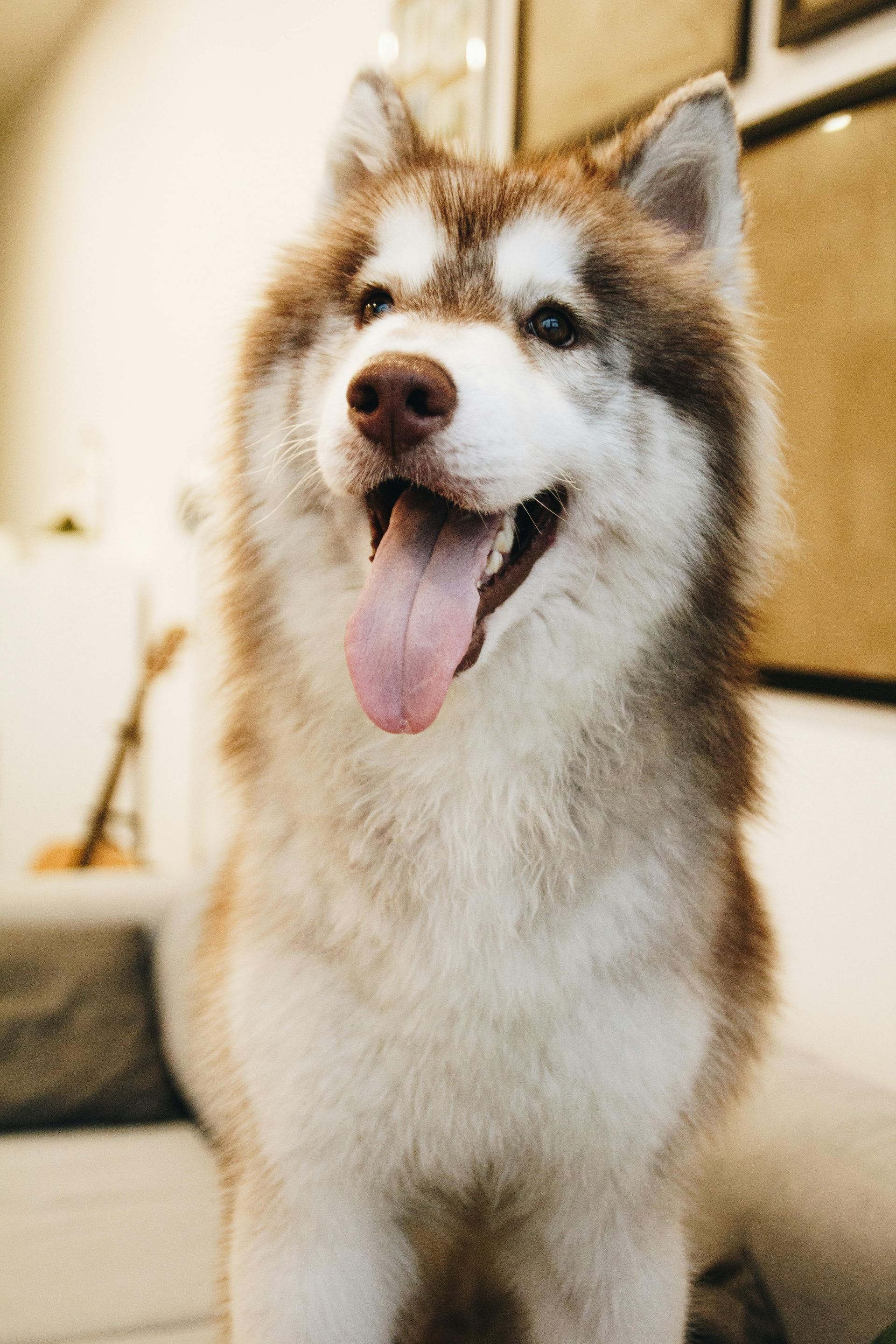 A fluffy brown and white husky dog with its tongue out, smiling.