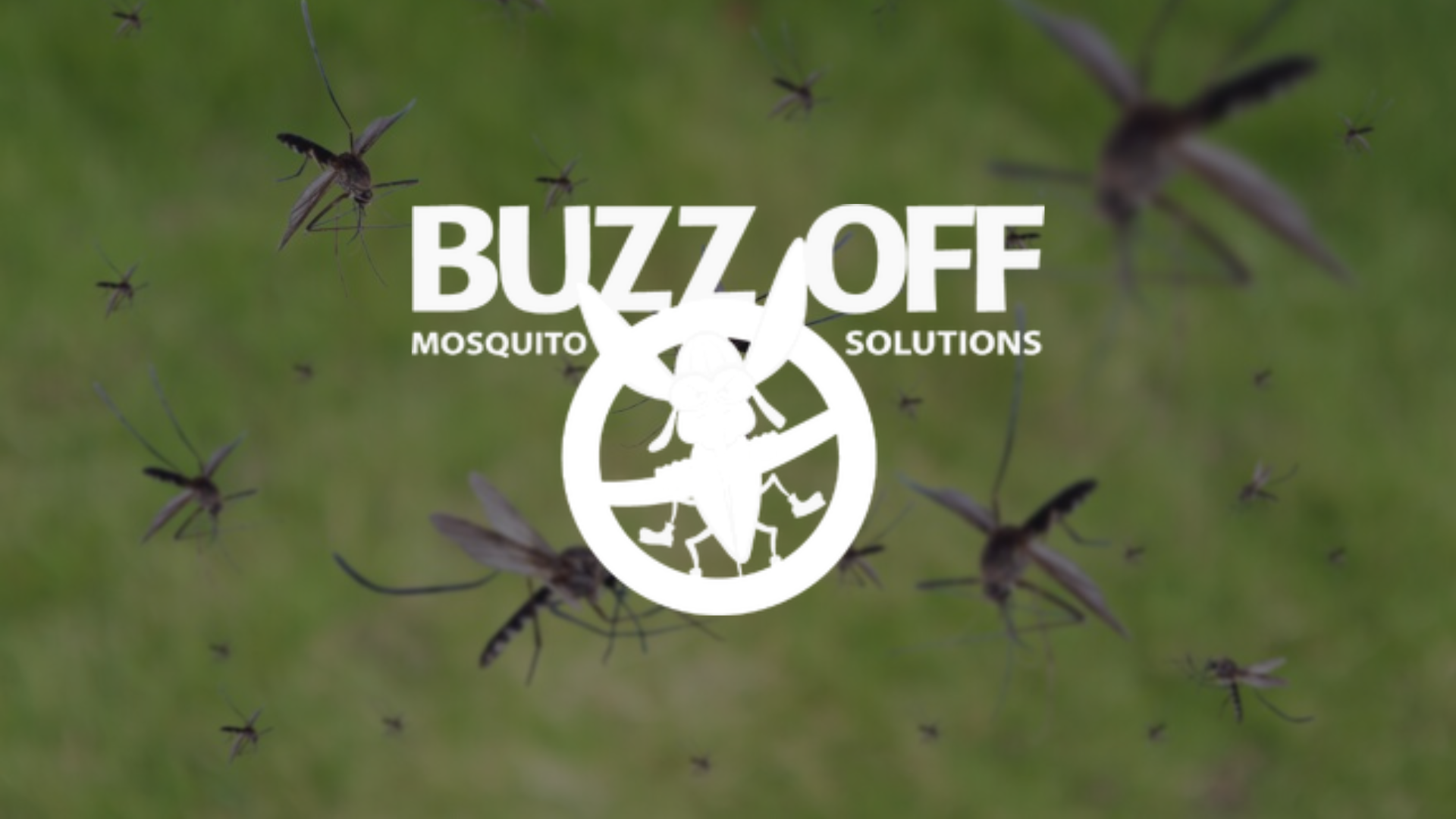 Buzz off mosquito solutions logo with mosquitoes in the background