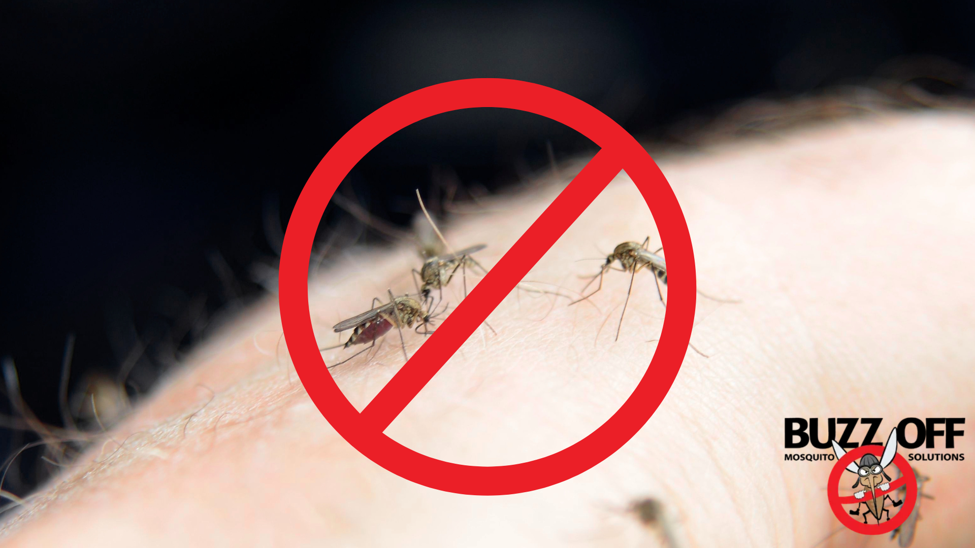 A picture of mosquitoes on a person 's arm with a buzz off logo in the corner