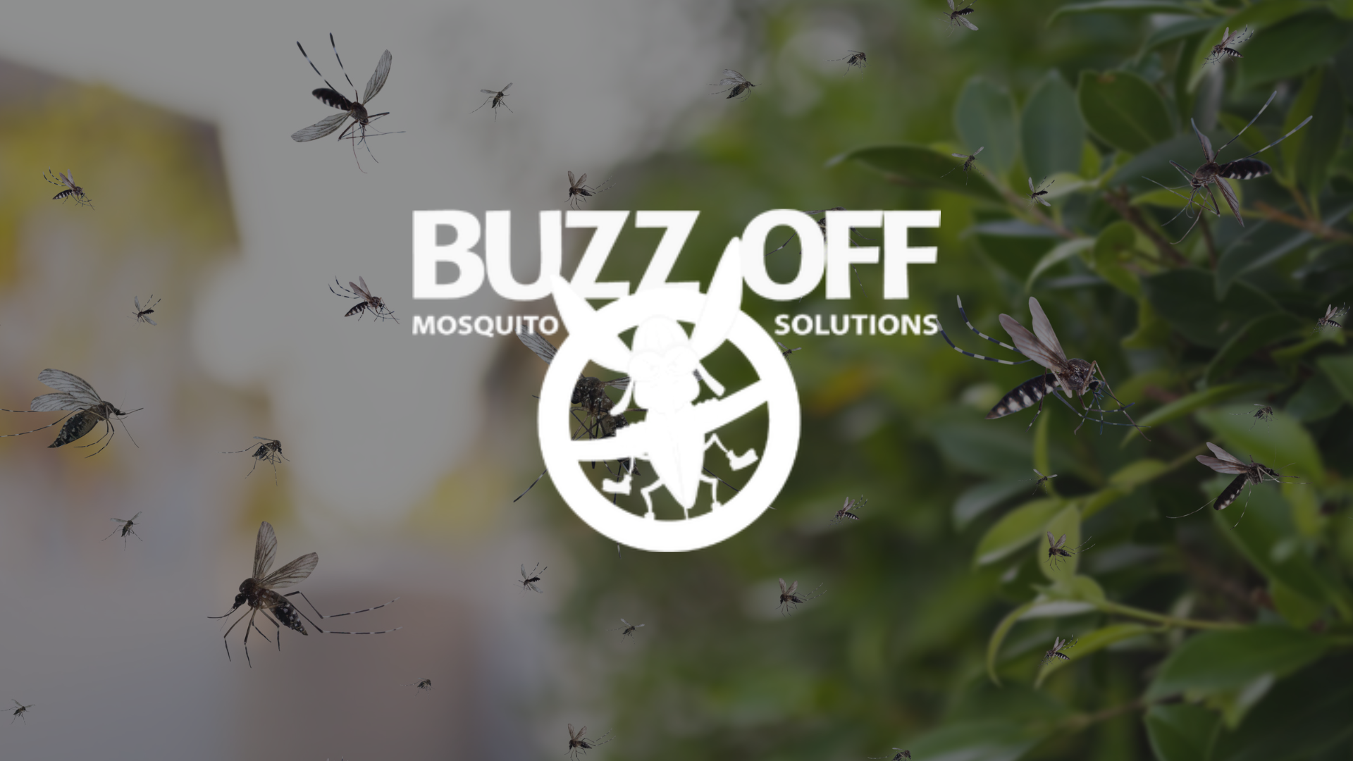 bunch of mosquitoes are flying around a tree with the buzz off mosquito solutions logo in foreground