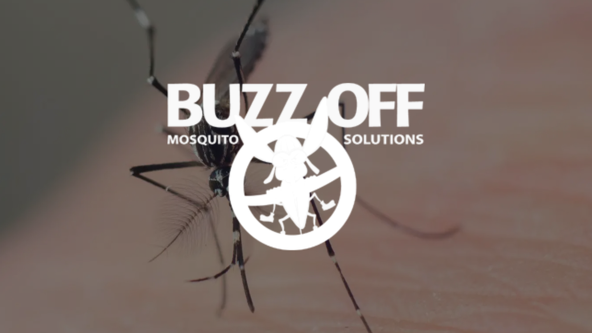 A mosquito is crawling on a person 's skin with the buzz off mosquito solutions logo in the background.