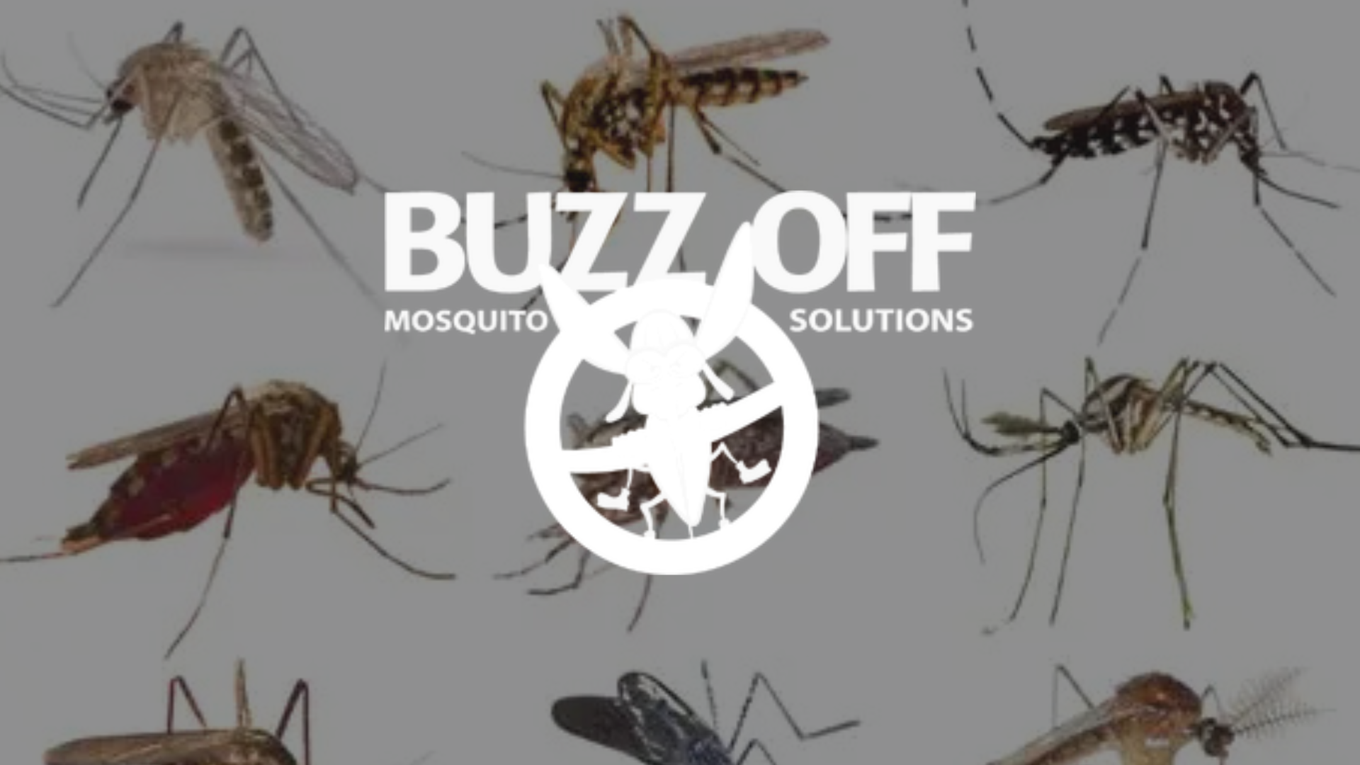 Buzz off mosquito solutions logo with mosquitoes on a gray background