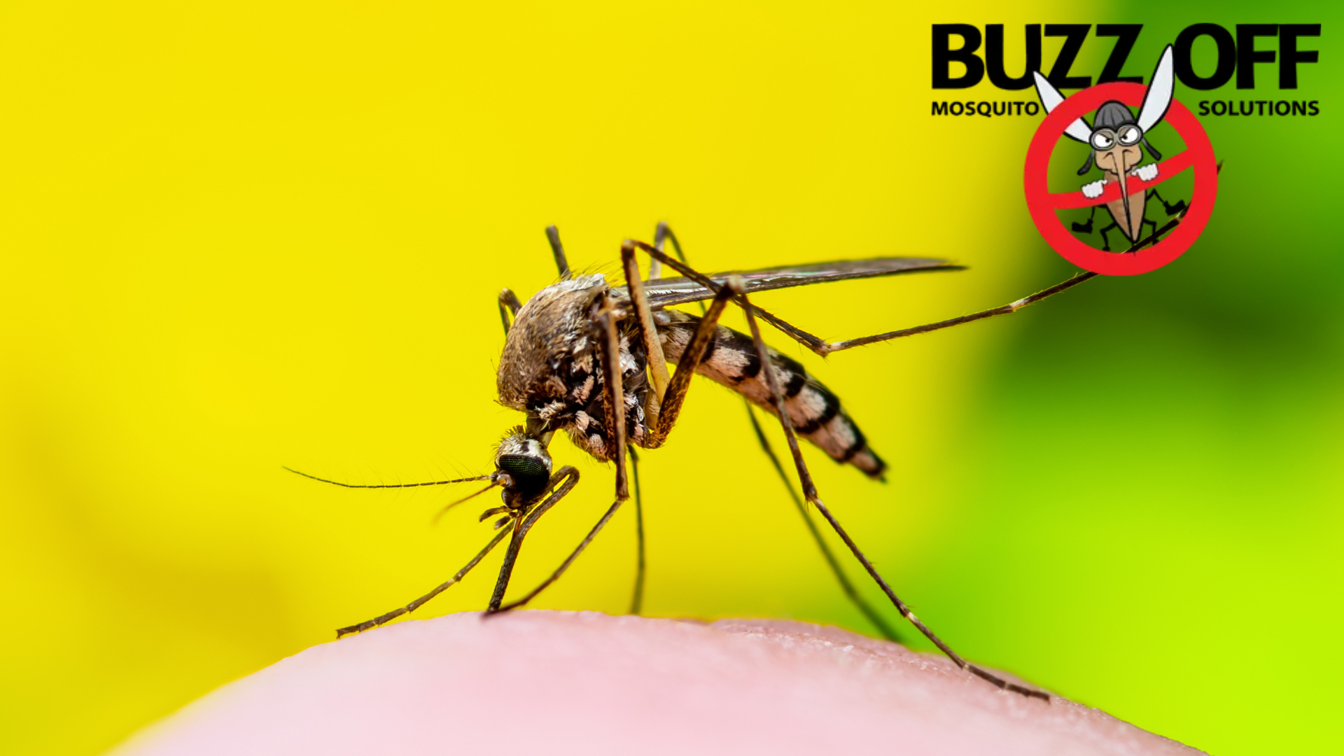 A mosquito is sitting on a person 's finger.