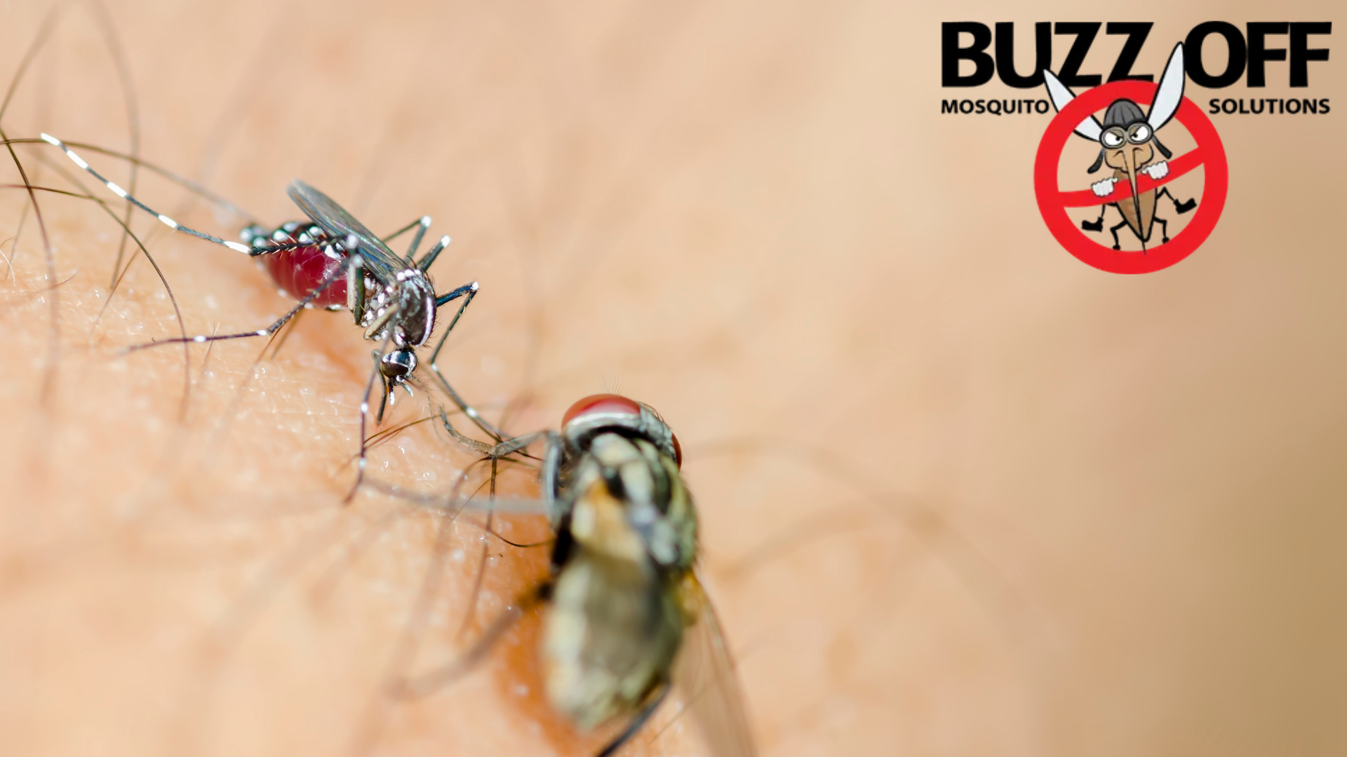 A mosquito is biting a person 's arm with buzz off written on the bottom