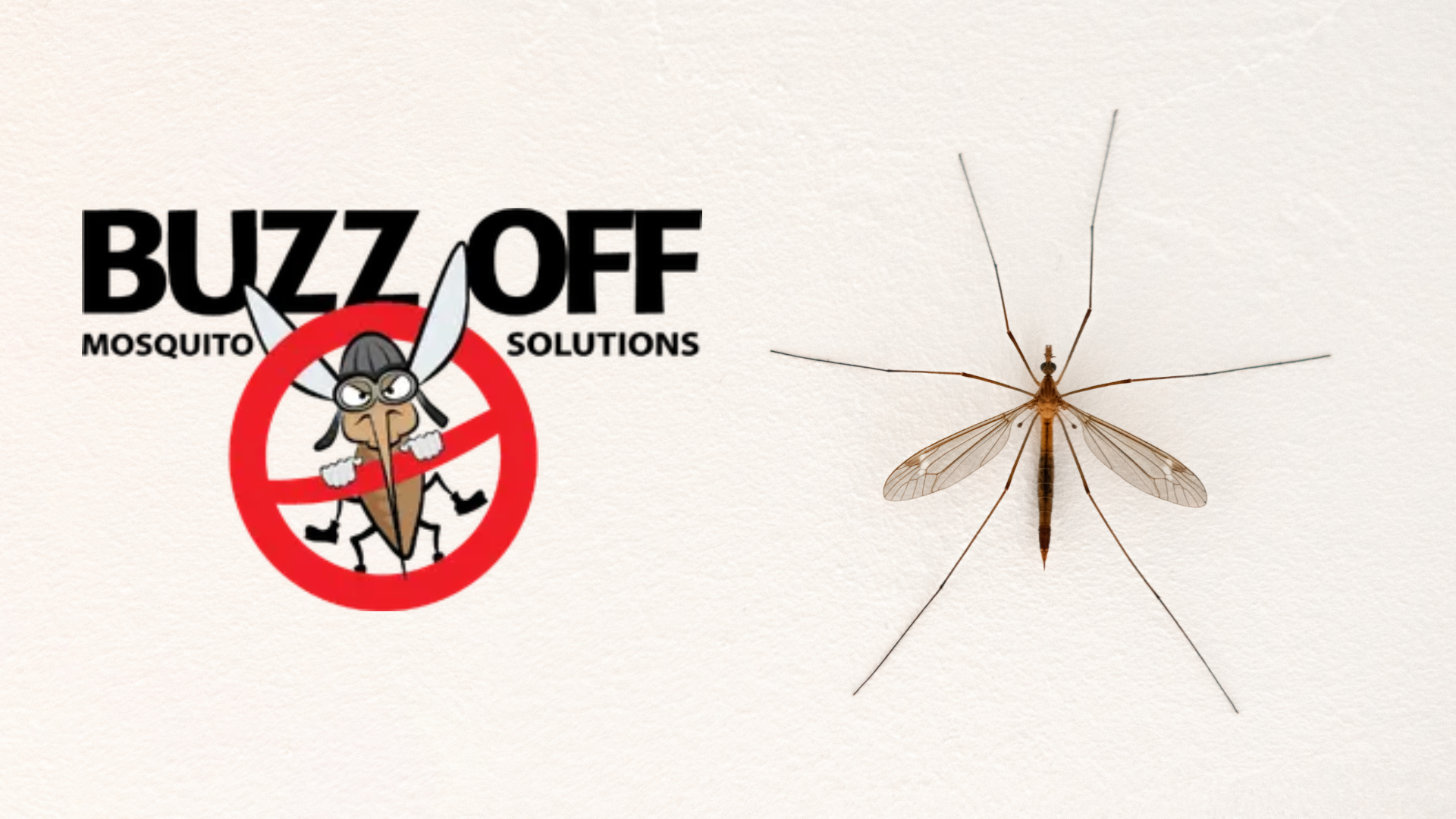 Buzz off mosquito solutions logo with a picture of a mosquito