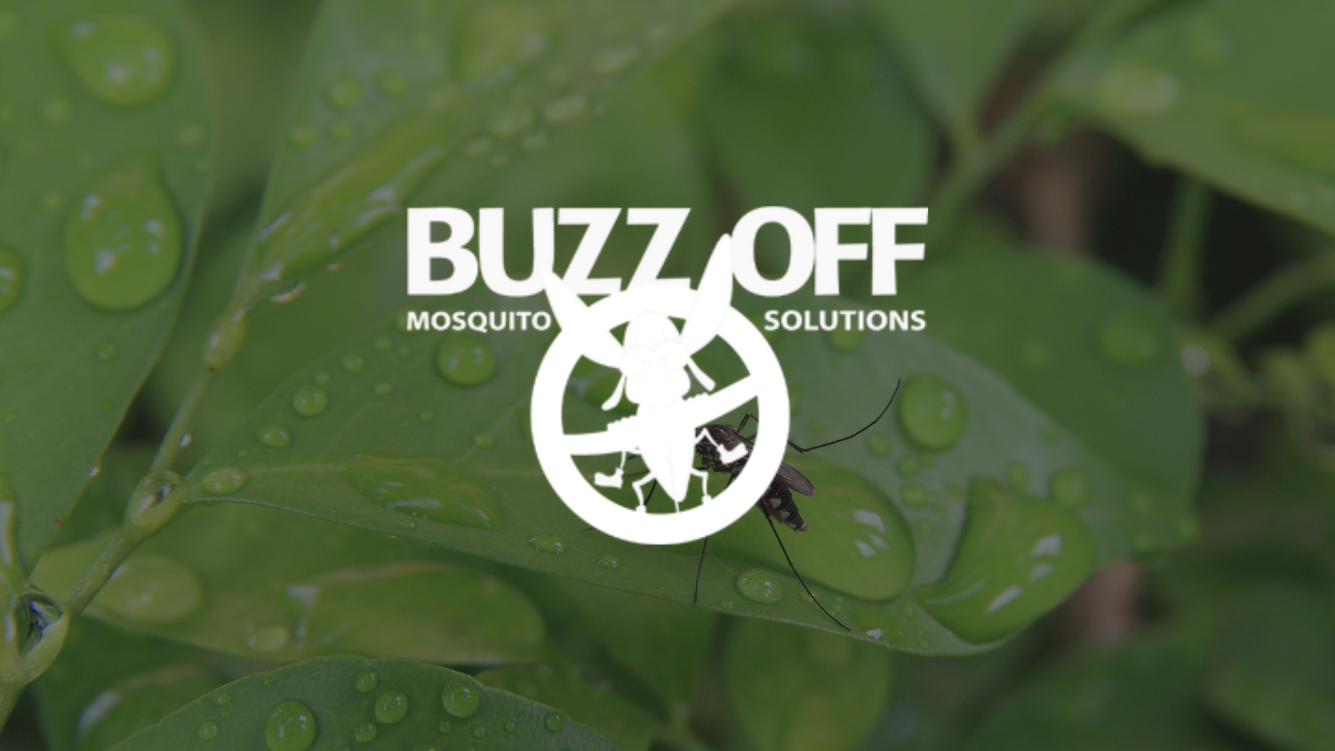 A logo for buzz off mosquito solutions with a mosquito in a circle.