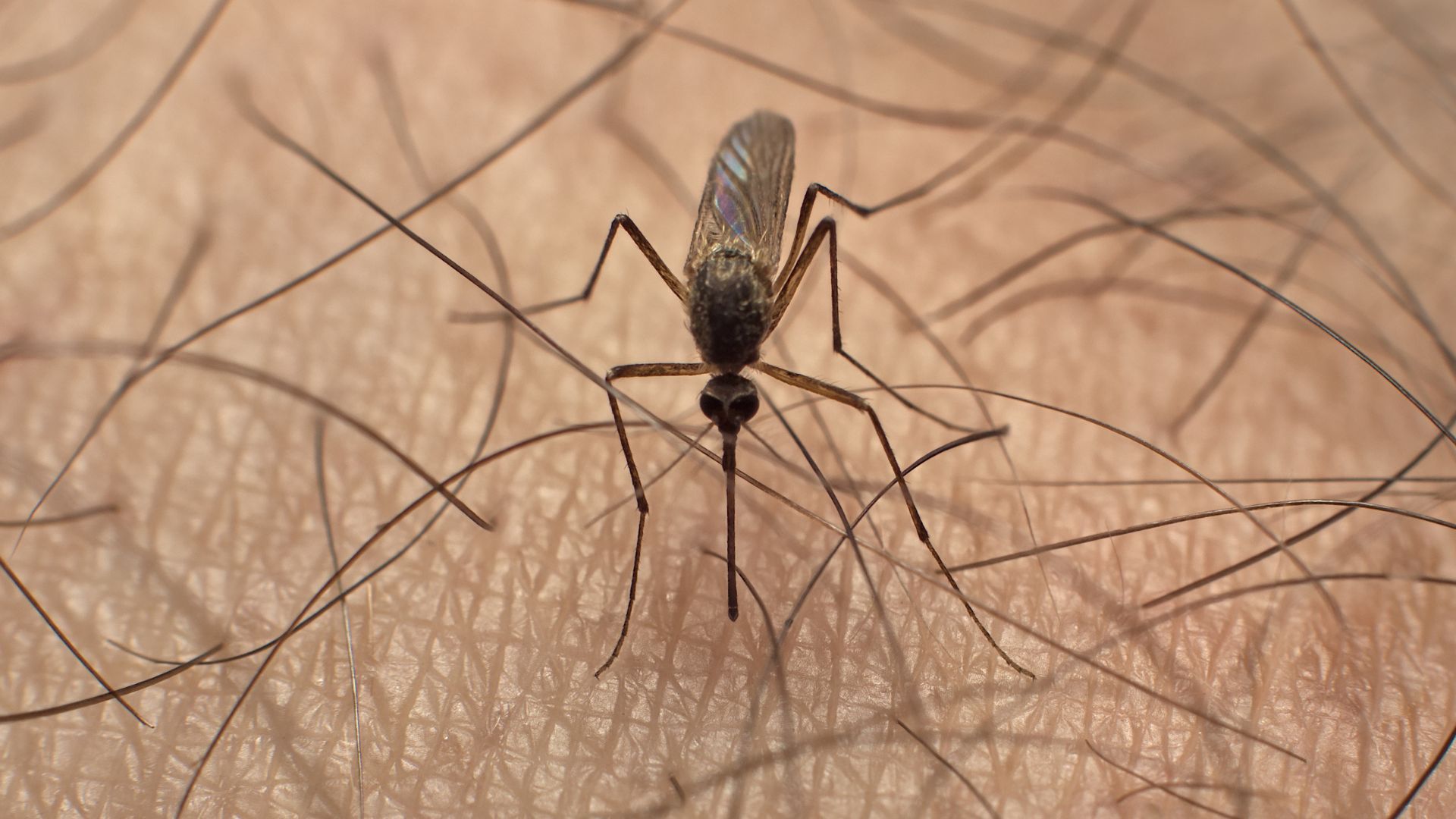 A close up of a mosquito on a person 's skin