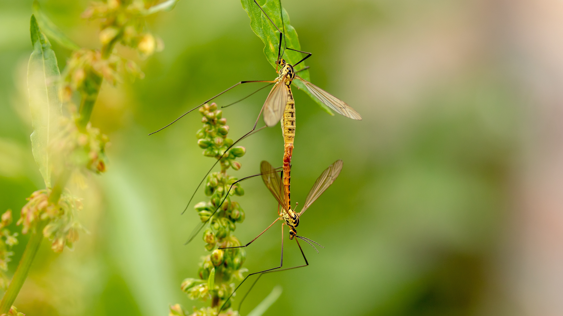Two mosquitoes are sitting on a green plant.