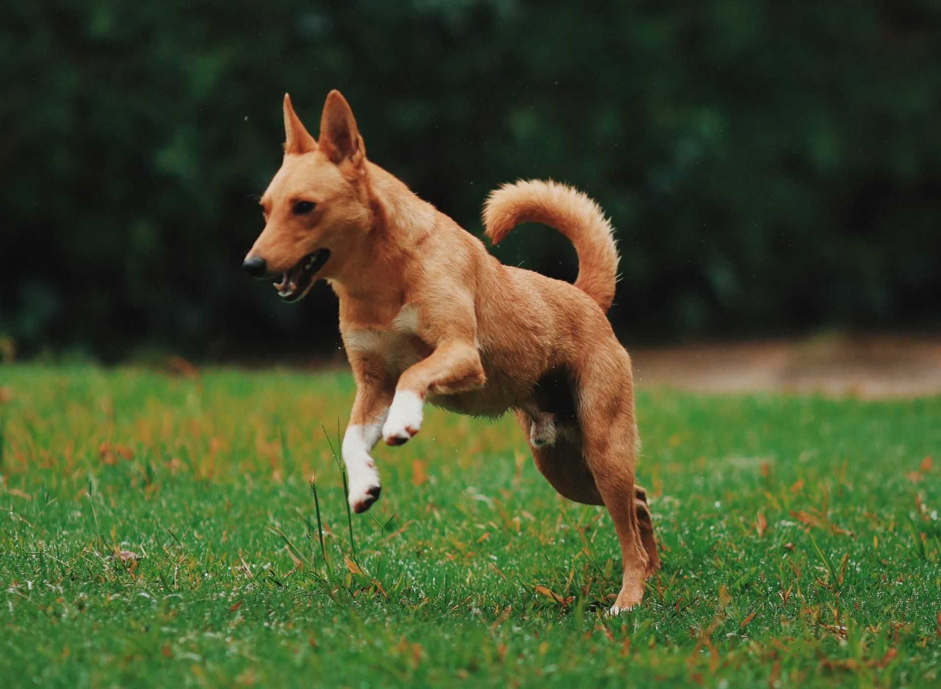 A brown and white dog is running in the grass.
