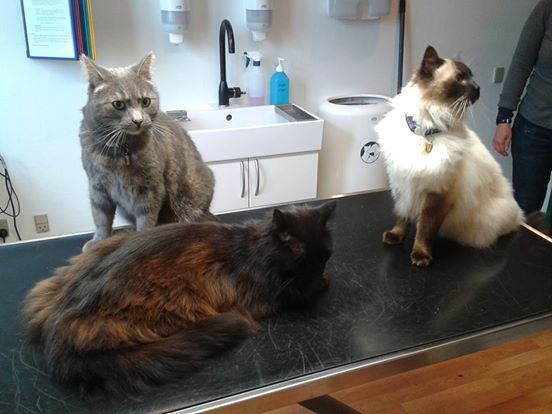 tre katte sidder på briksen hos dyrlæge i dyreklinikken centrum