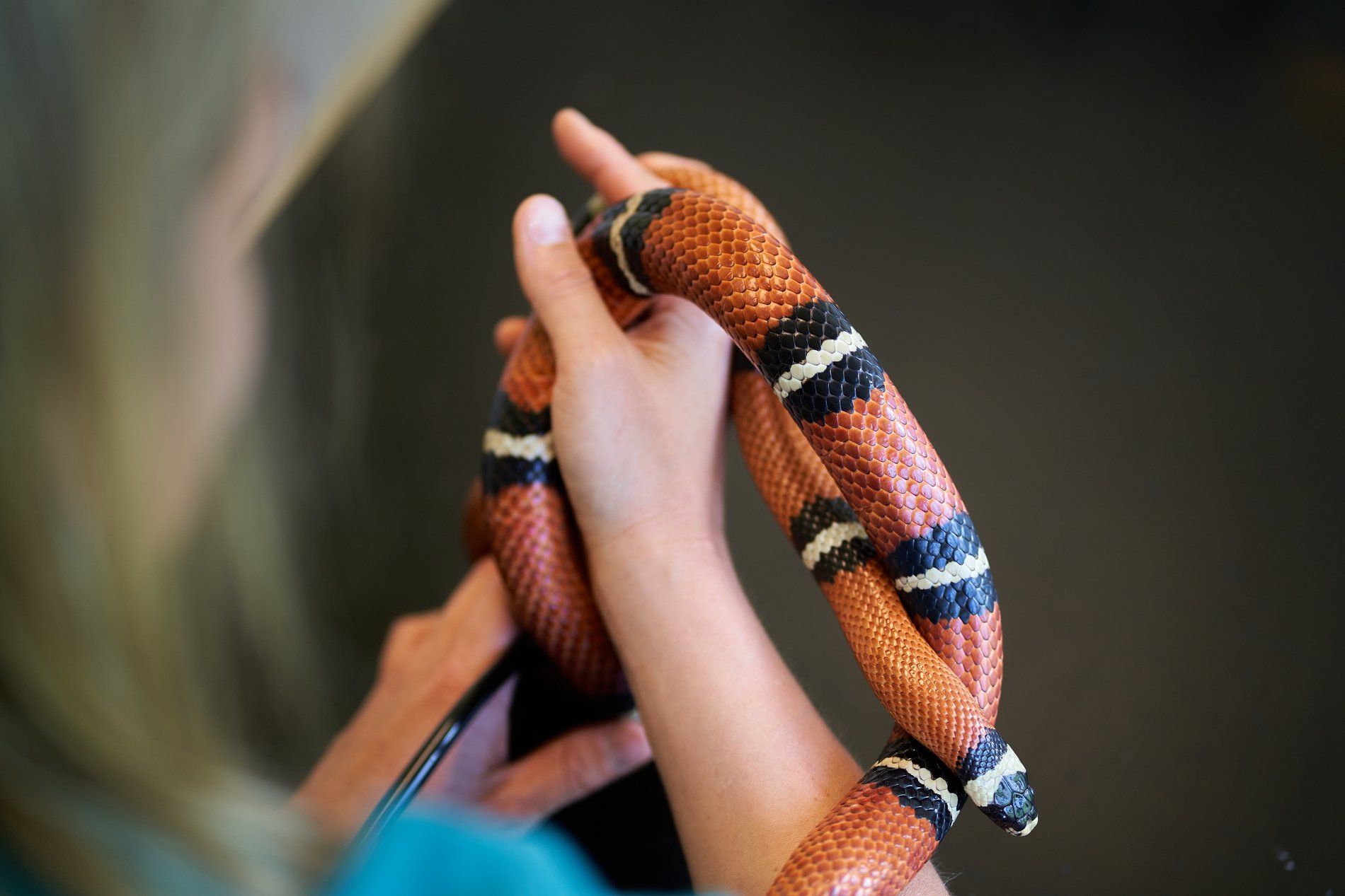 Behandling af Krybdyr og Fugle