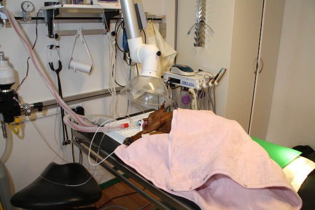 Sygdom tortur Trolley Dyreklinikken Centrum | Operationer
