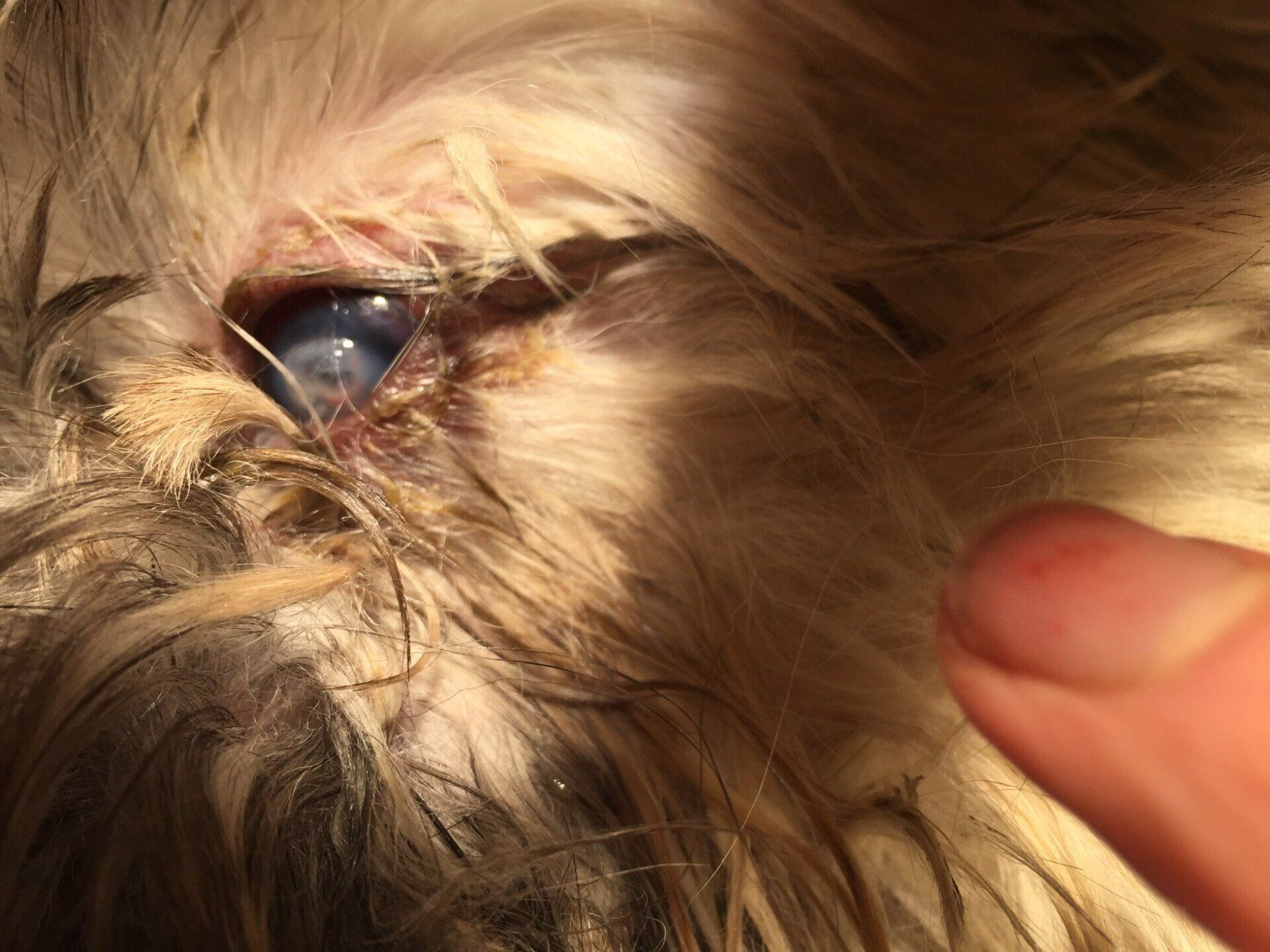 hund med beskadiget øje