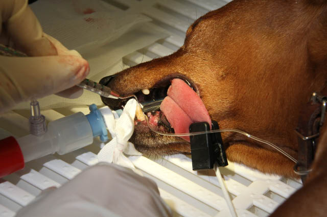 hundens tandsundhed