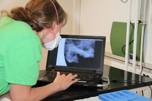 Billedet viser et røntgenbillede af en tand.