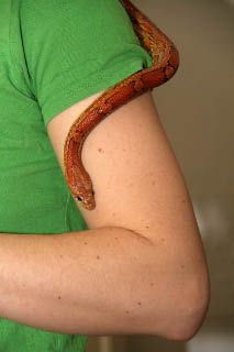 slange på kvindens arm