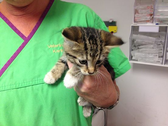 Dyrelæge holder kattekilling der skal vaccineres