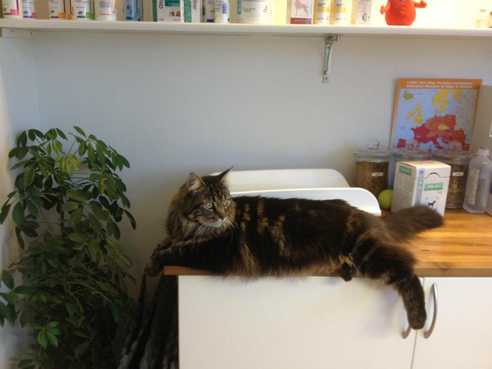 Kat ligger på bordet til vaccination i dyreklinikken centrum
