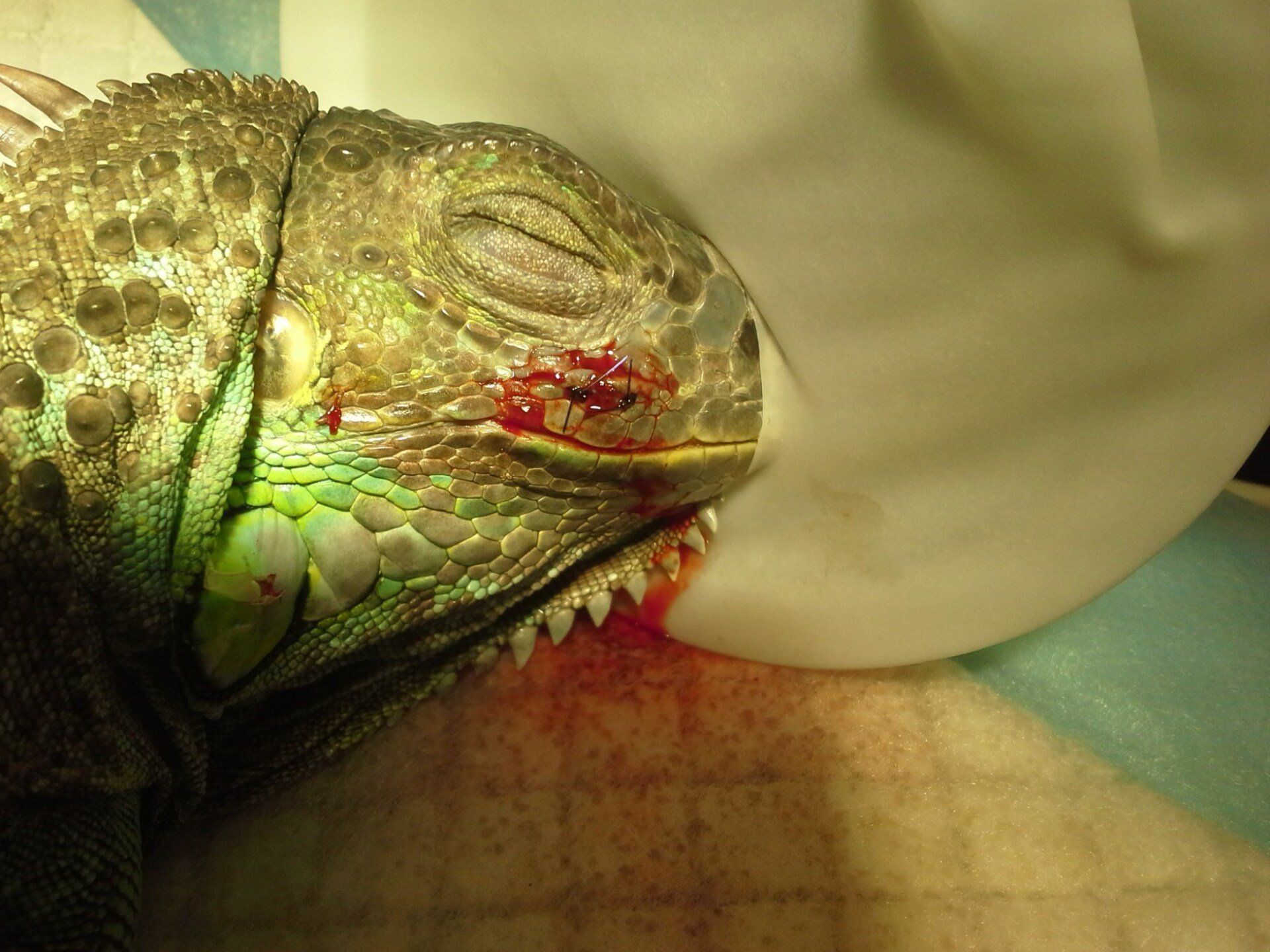 leguan skadet ansigt