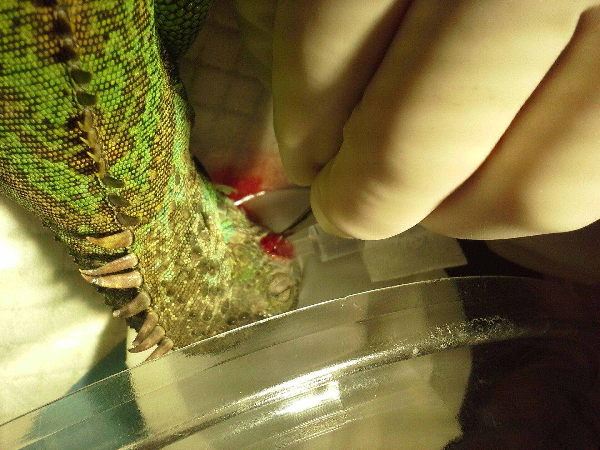 leguanskadet ansigtsoperation