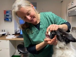 Dyrlæge Laila lavet tandundersøgelse på hund