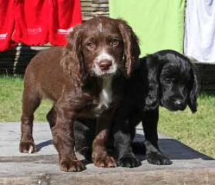 Sterilisation og Kastration af Hunde