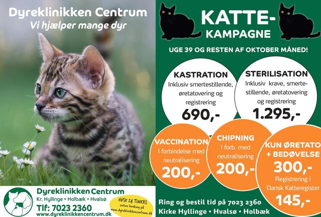 trappe skuffet program Kattekampagne: Tilbud på Kastration og Sterilisation