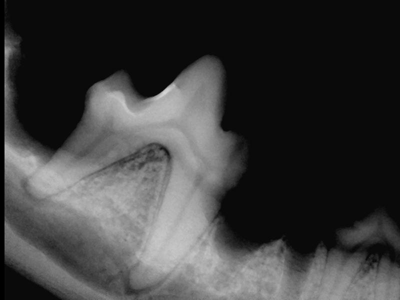 Røntgen tand hund
