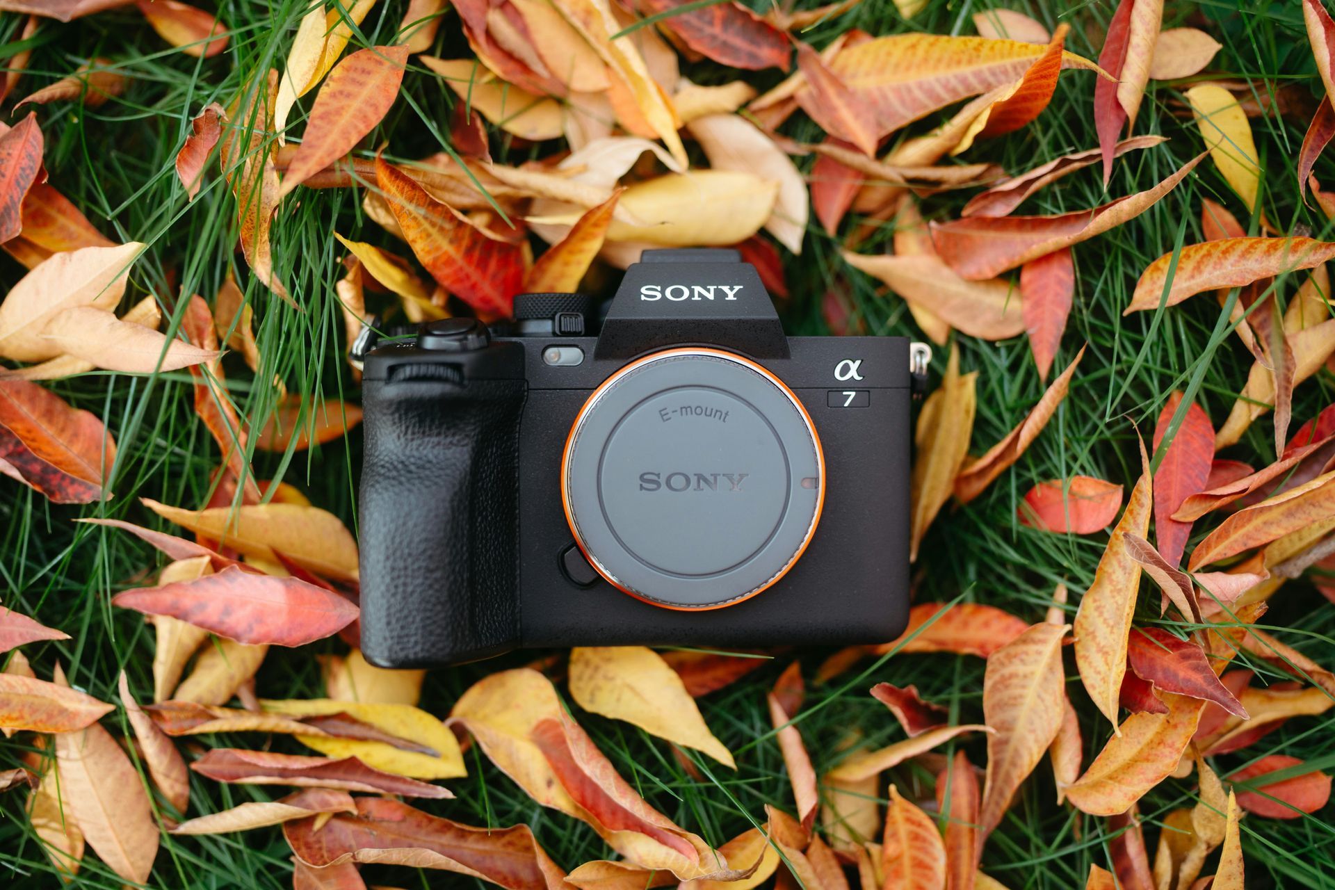 managing fall photography season