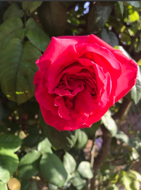 Un primer plano de una rosa roja con hojas verdes en el fondo.