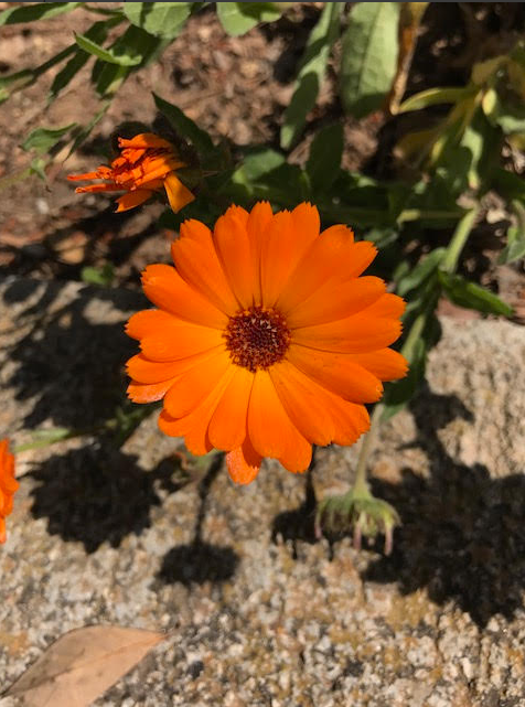 Un primer plano de una flor naranja con un centro marrón.
