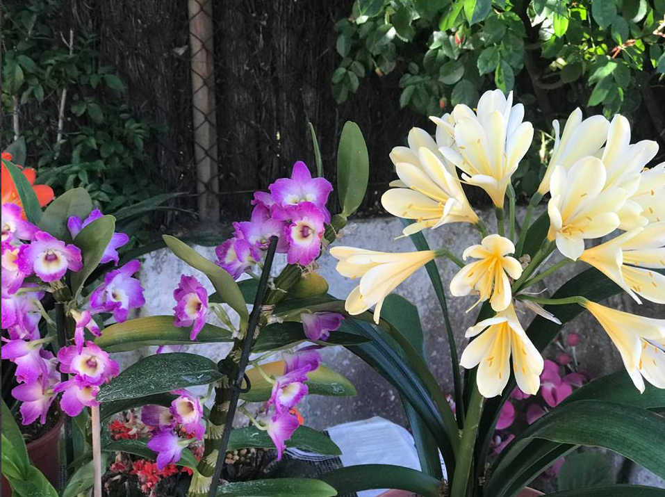 Flores moradas y amarillas en un jardín con una valla al fondo