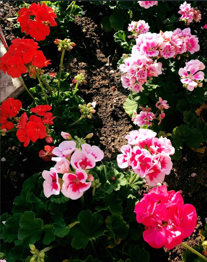 Un ramo de flores rosas y rojas en un jardín.