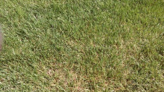 Weed Maintenance — After Capture of Finished Grass in Carneys Point, NJ