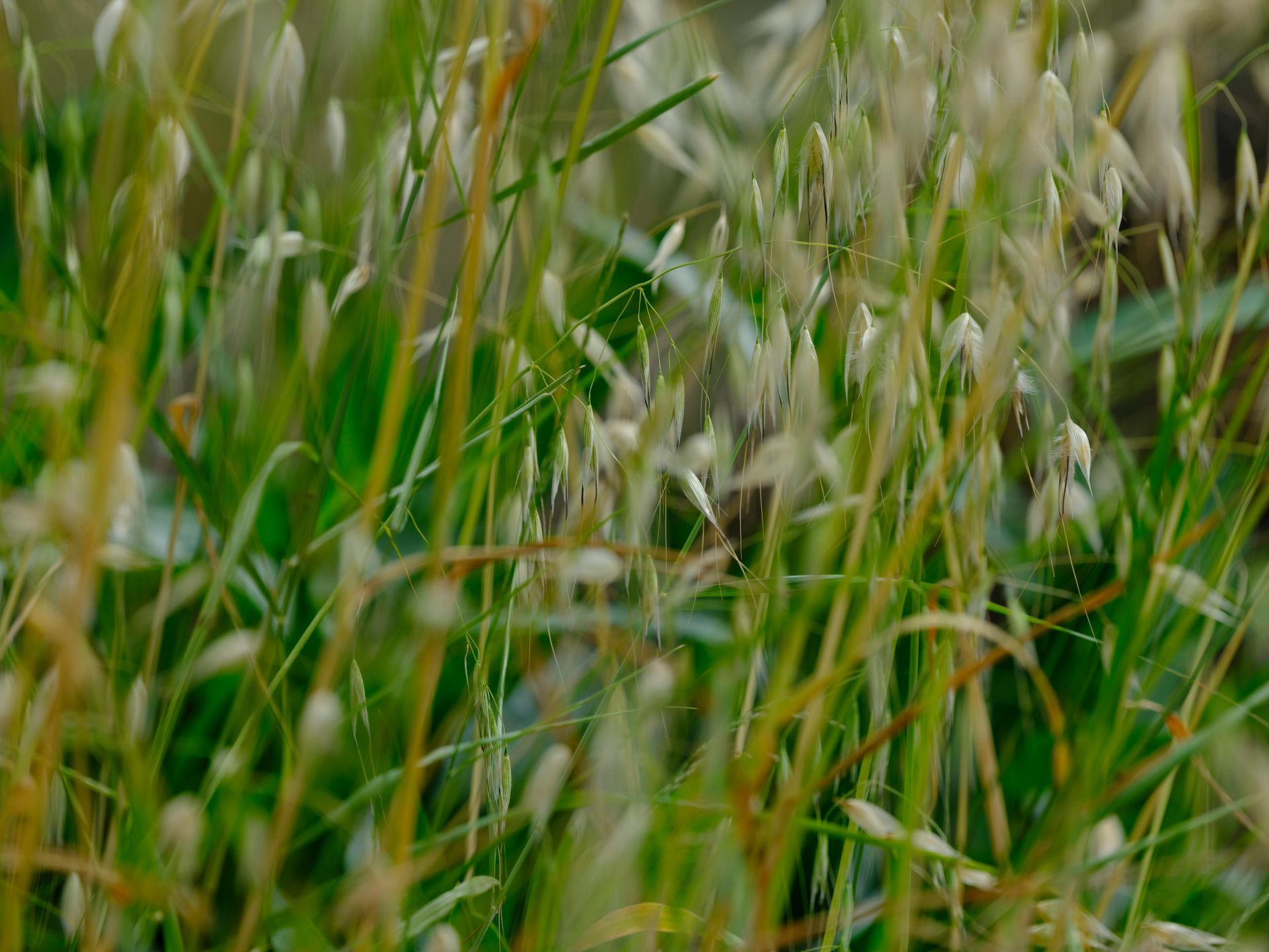 Green and tan grasses in a field, with blurred focus on the seed heads.