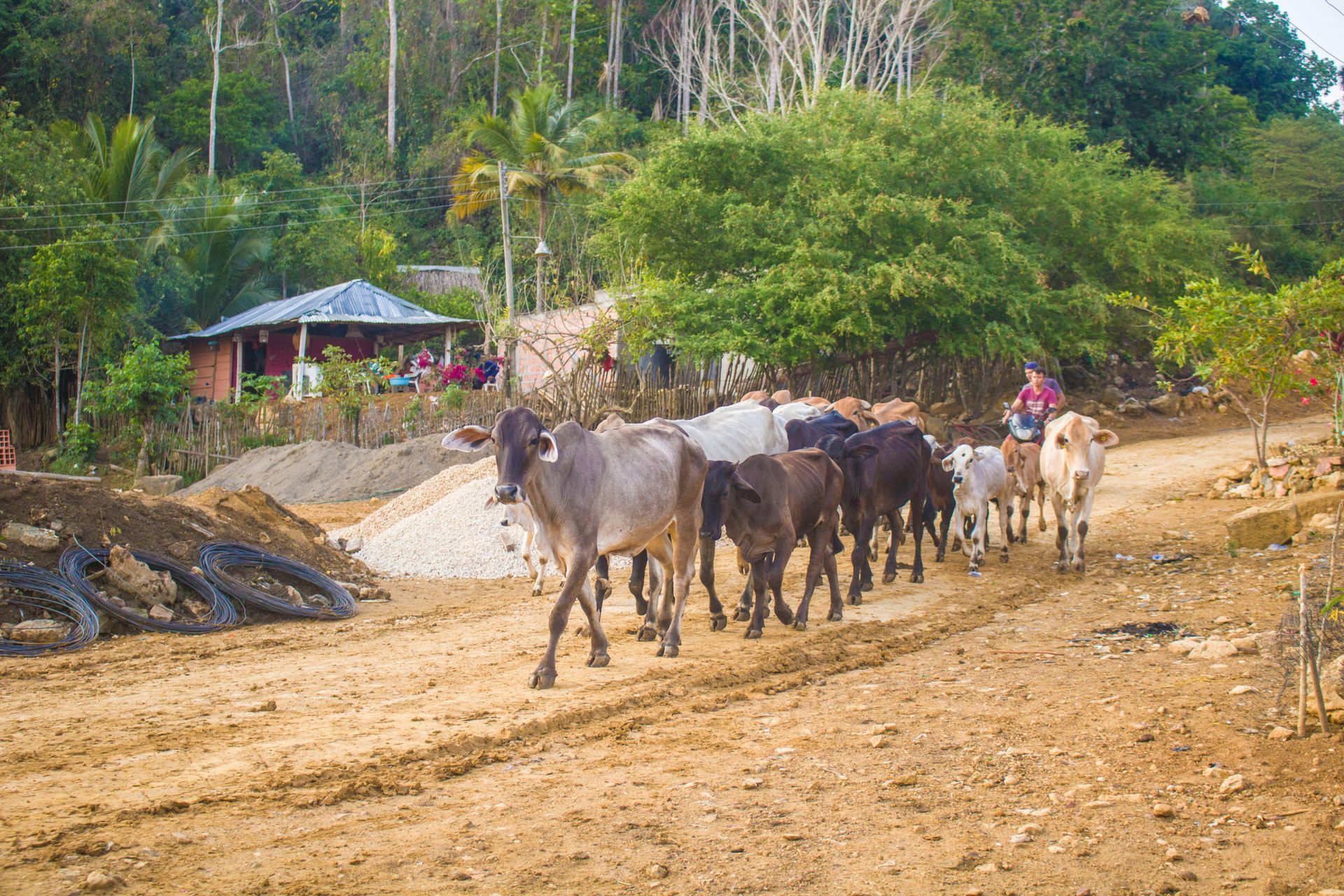 Cattle herder guides a herd of cows on a dirt road past a house in a tropical setting.
