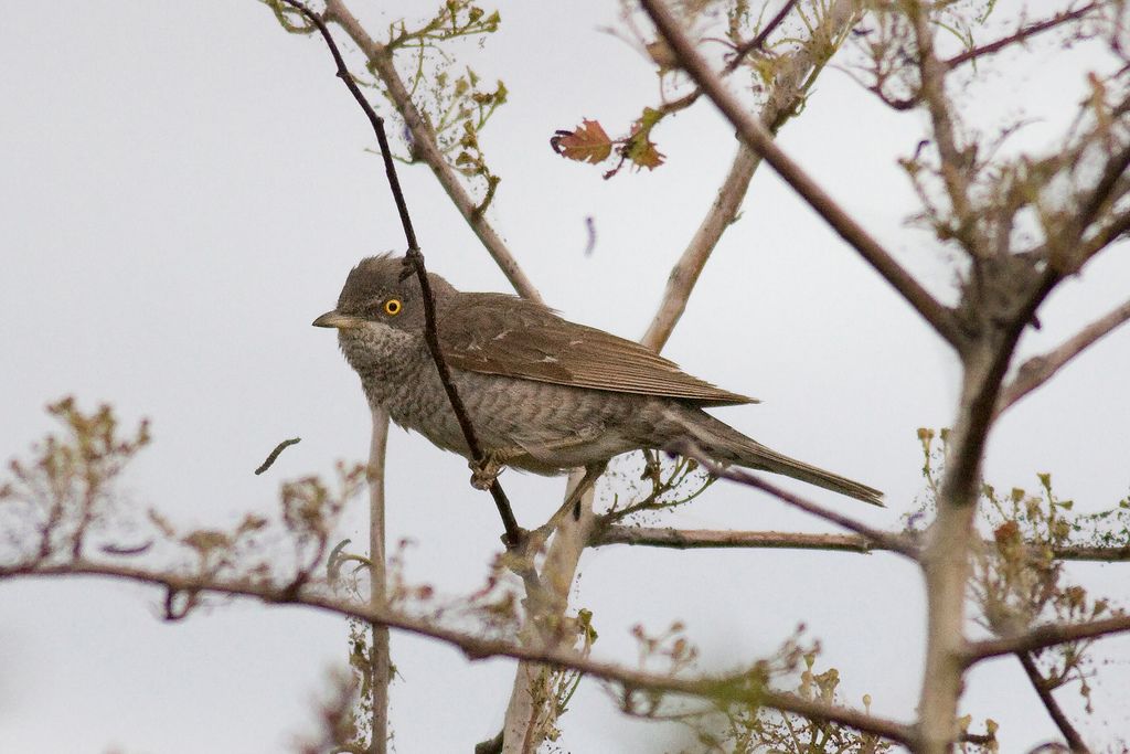 Newbiggin-by-the-sea Northumberland. Birdwatching sites in Northumberland