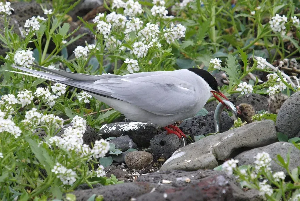 Long Nanny Northumberland. Birdwatching sites in Northumberland