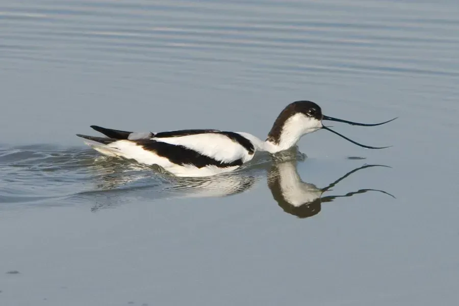 Avocet at Druridge Pools Northumberland. Birdwatching sites in Northumberland