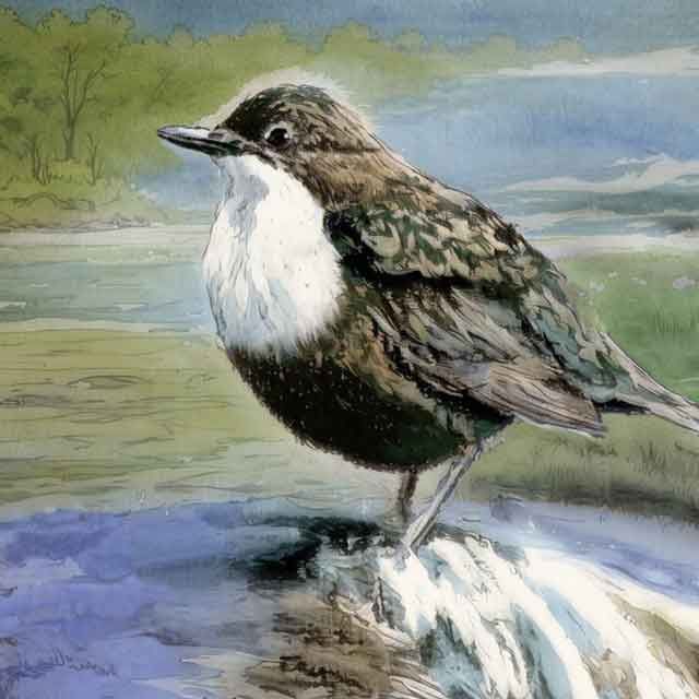 European dipper, Cinclus cinclus. On the River Coquet by MiE Fielding