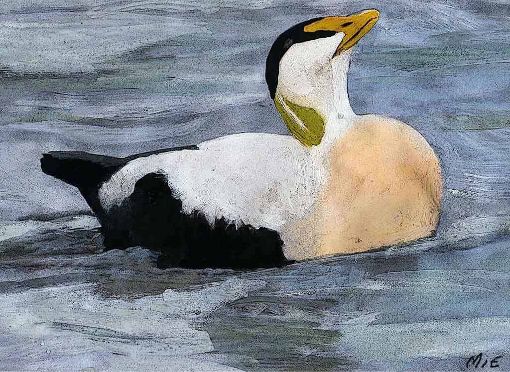 Painting of an eider duck in Northumberland by MiE Fielding.