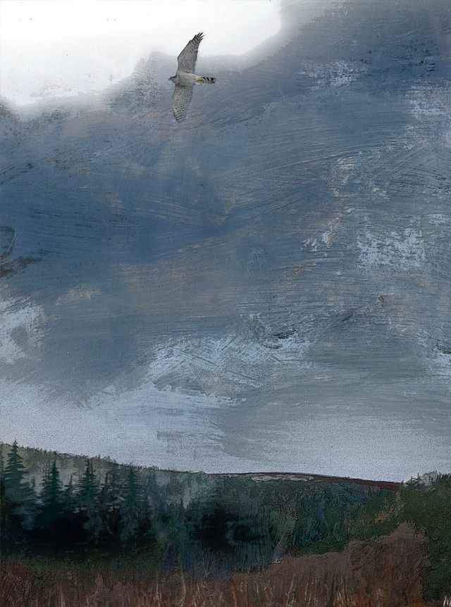 Painting of a Goshawk at Holystone Northumberland by MiE Fielding