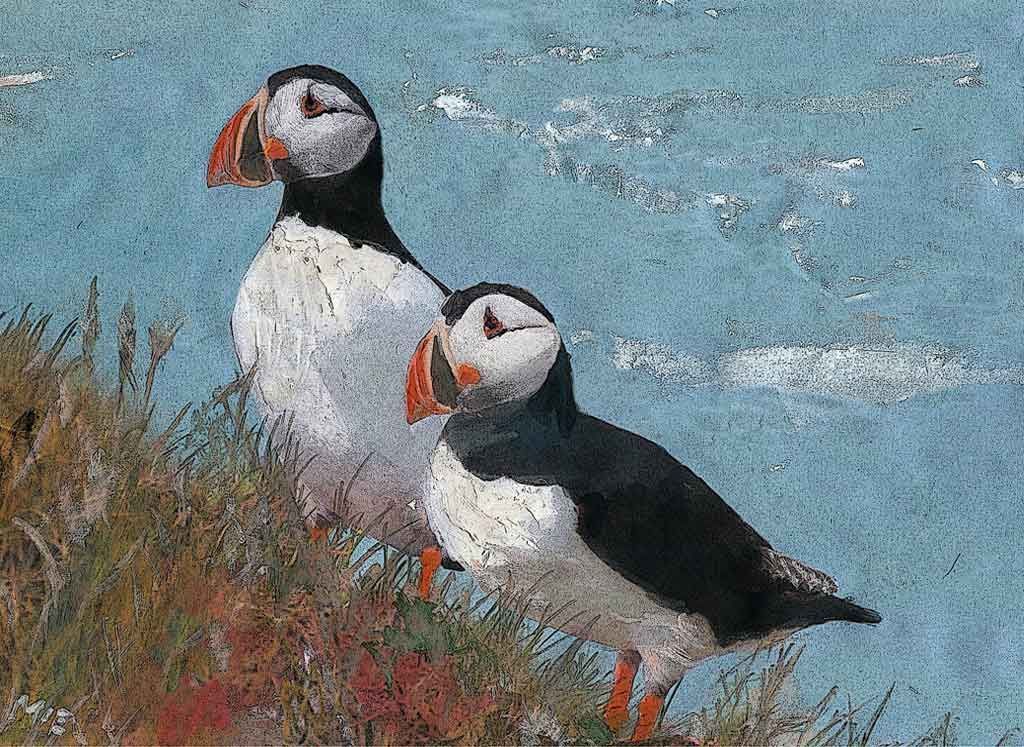 Painting of a pair of puffin in Northumberland by MiE Fielding.